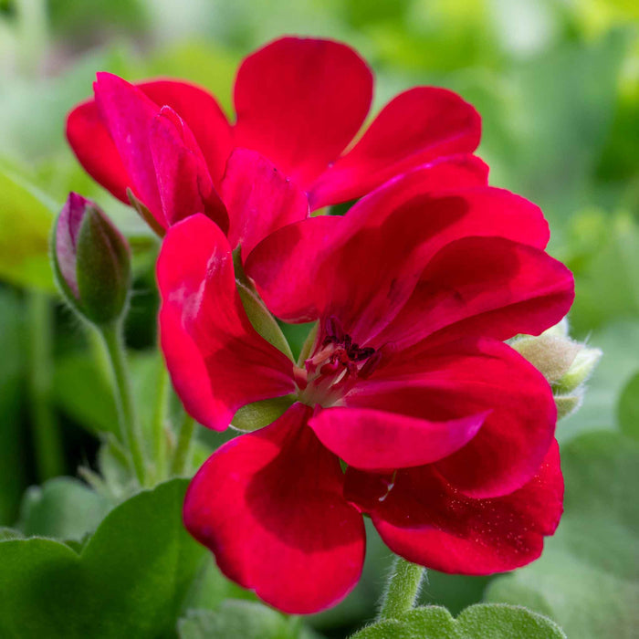 Geranium 'Summer Lovers Dark Red'