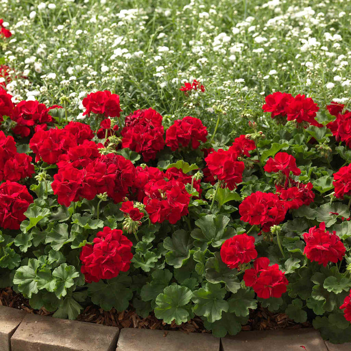 Geranium 'Summer Lovers Dark Red'