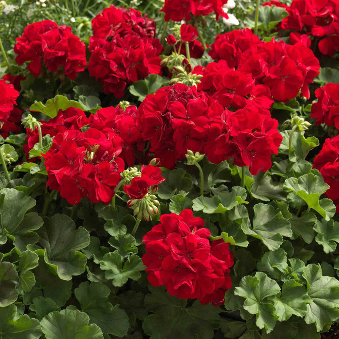 Geranium 'Summer Lovers Dark Red'