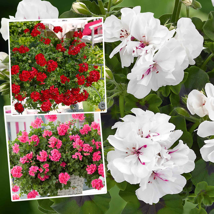 Geranium 'Sunflair Mix'
