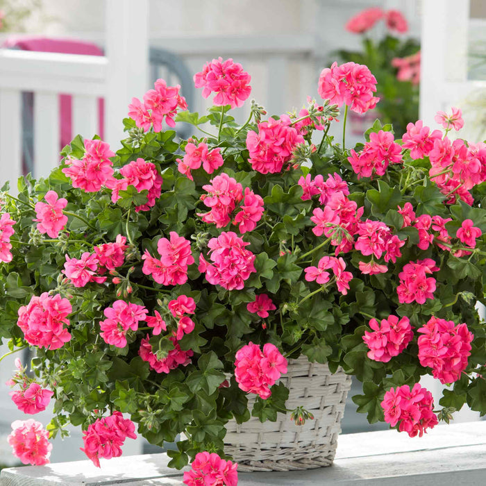Geranium 'Sunflair Mix'