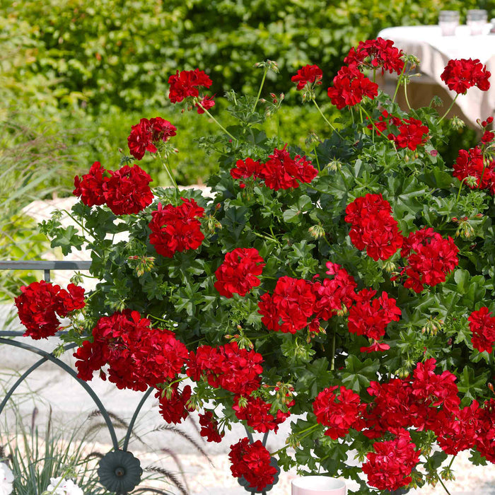 Geranium 'Sunflair Mix'