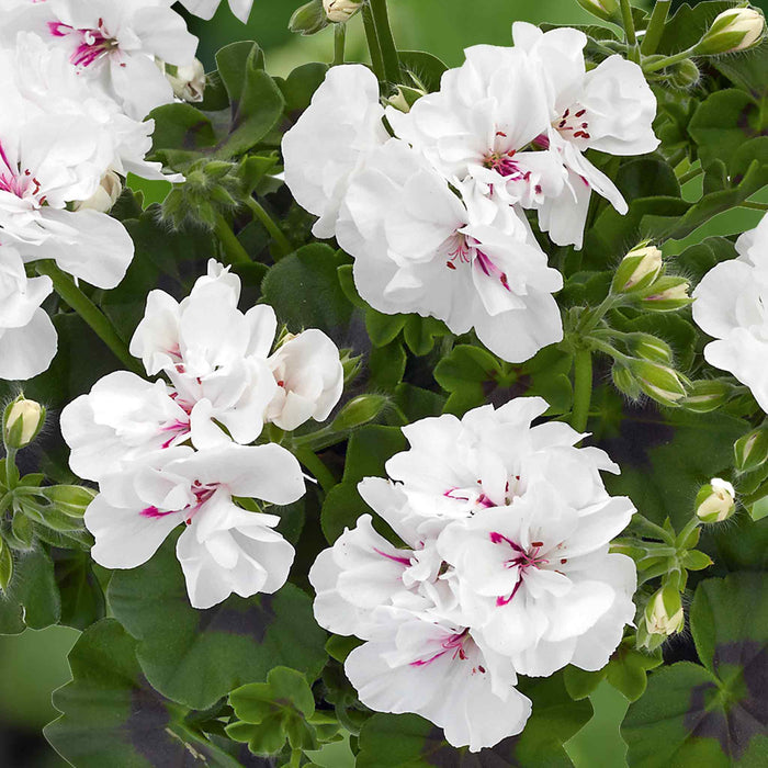 Geranium 'Sunflair Mix'