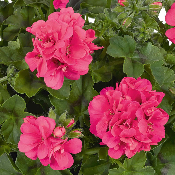 Geranium 'Sunflair Mix'