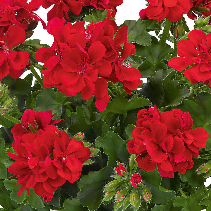 Geranium 'Sunflair Mix'