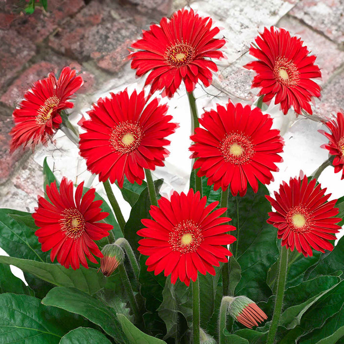 Gerbera 'Garvinea Sweet Love'