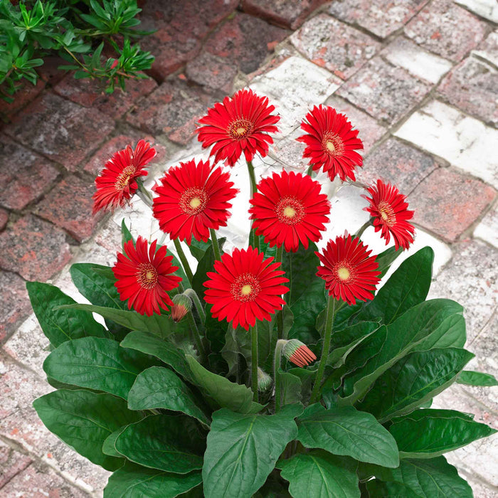 Gerbera 'Garvinea Sweet Love'
