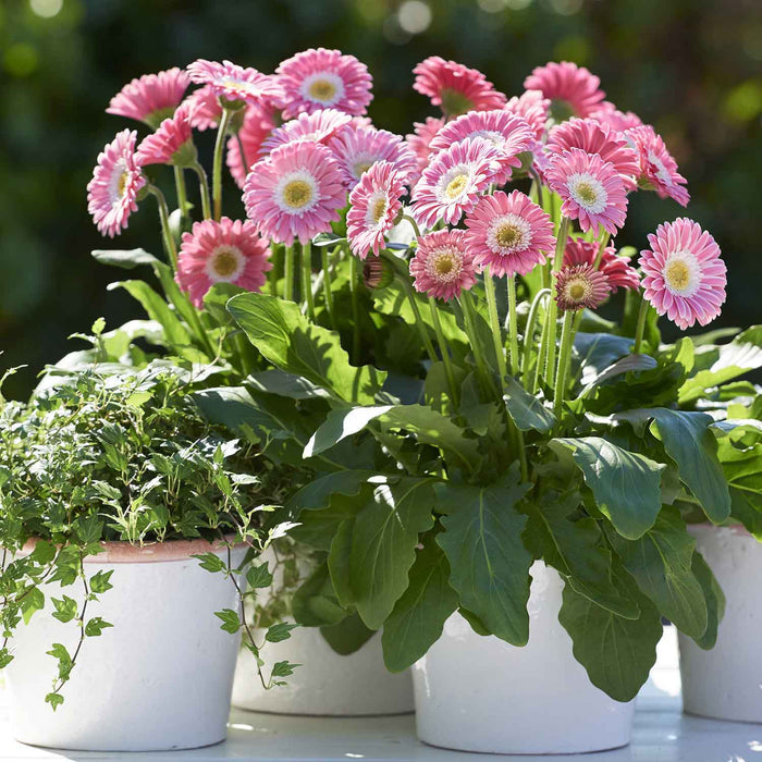 Gerbera 'Sweet Memories'