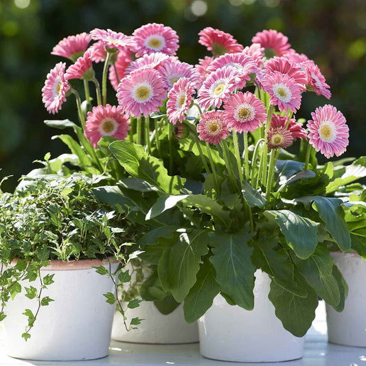 Gerbera 'Sweet Memories'