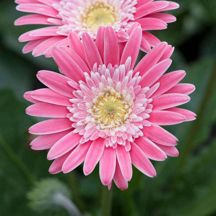 Gerbera 'Sweet Memories'