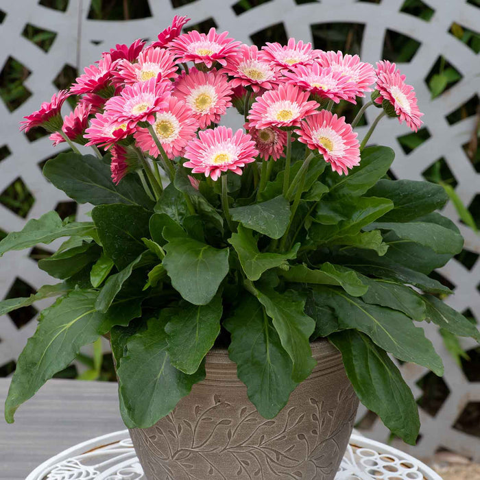 Gerbera 'Sweet Memories'