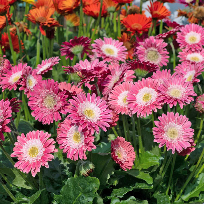 Gerbera 'Sweet Memories'