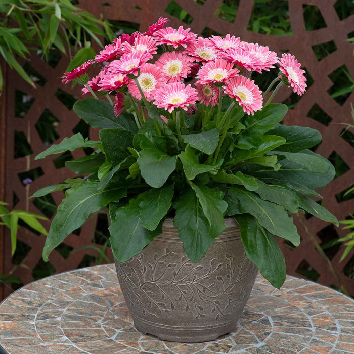 Gerbera 'Sweet Memories'
