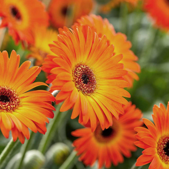 Gerbera 'Sweet Sunset'