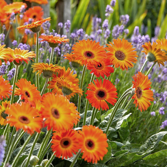 Gerbera 'Sweet Sunset'