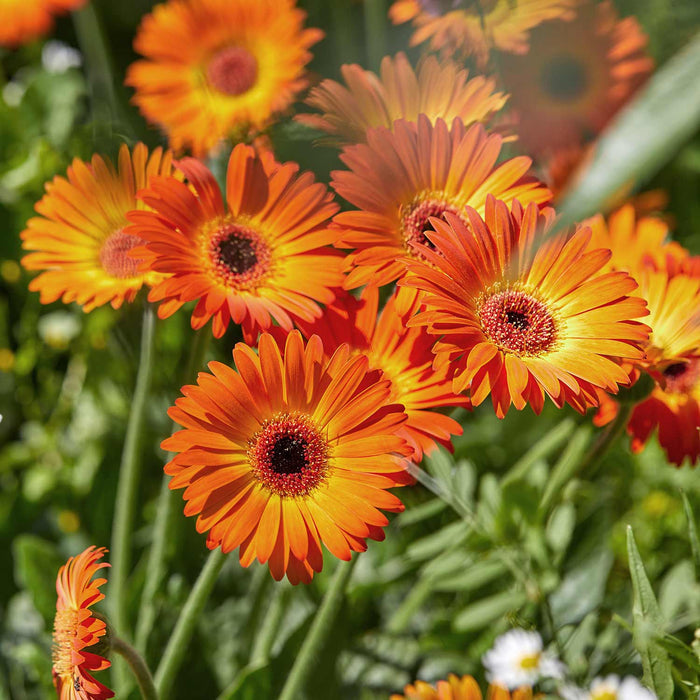 Gerbera 'Sweet Sunset'