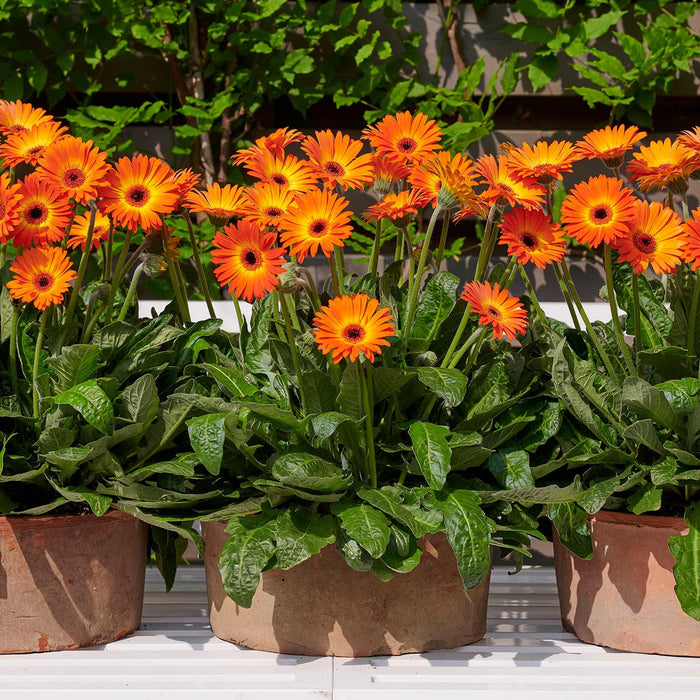 Gerbera 'Sweet Sunset'