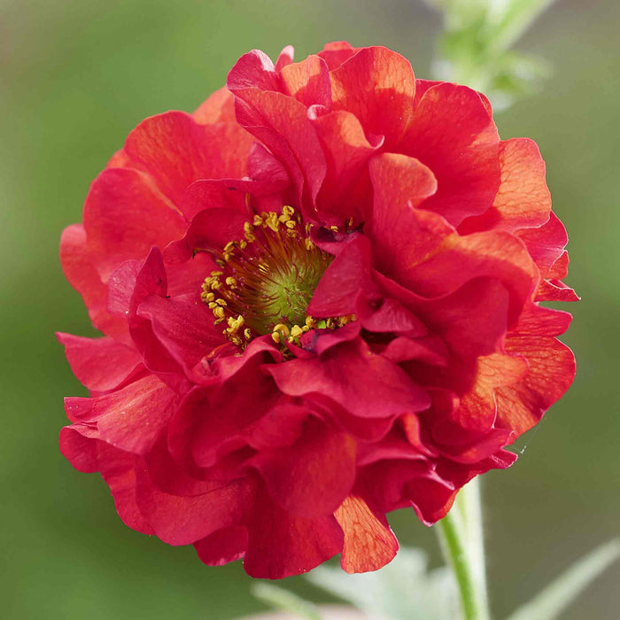 Geum 'Firestarter'