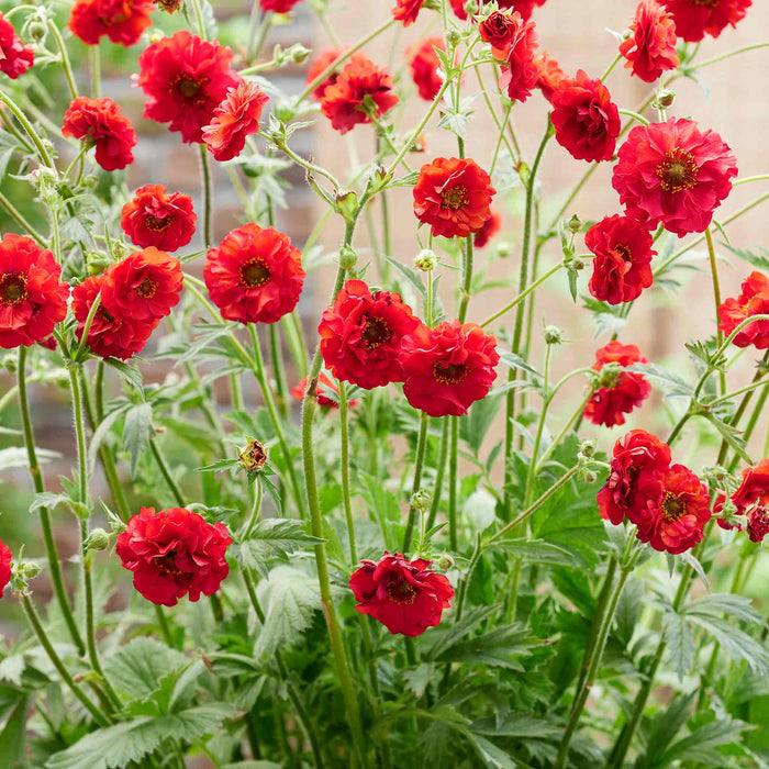 Geum 'Firestarter'