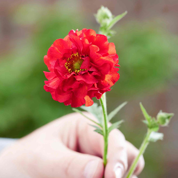 Geum 'Firestarter'