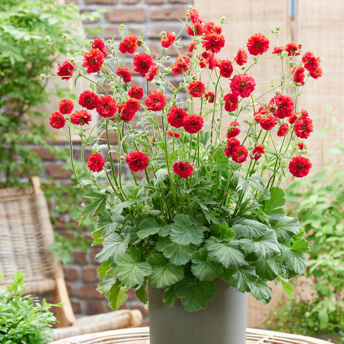 Geum 'Firestarter'