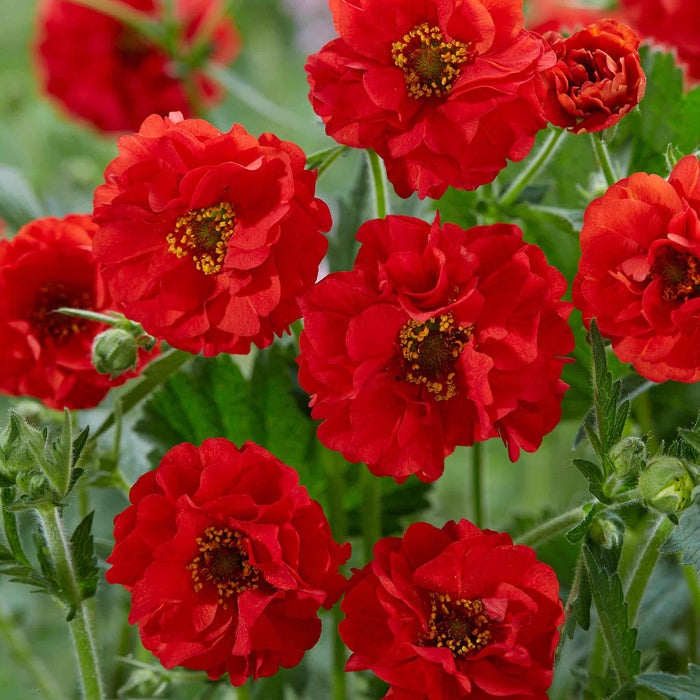 Geum 'Firestarter'