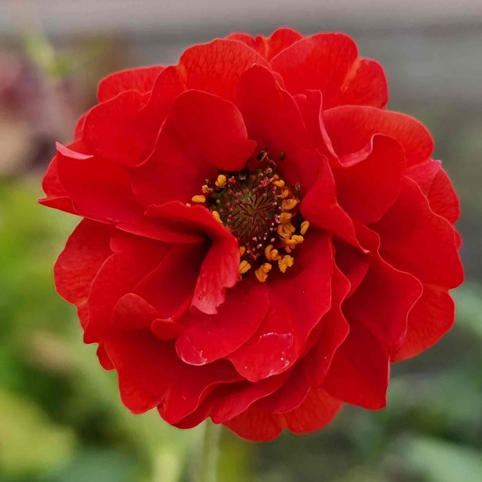 Geum 'Firestarter'