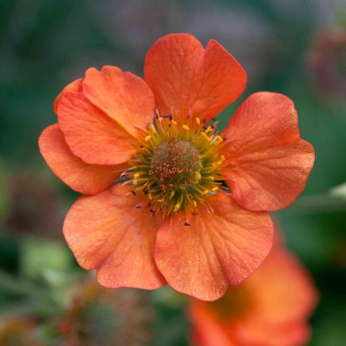 Geum 'Totally Tangerine'