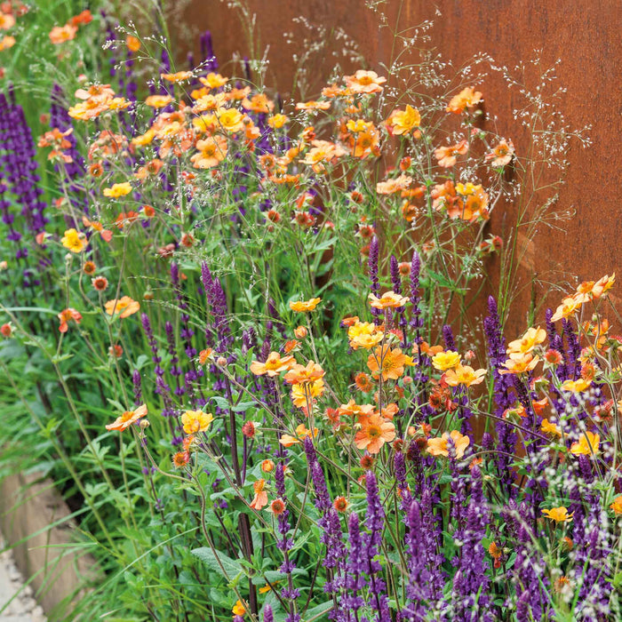 Geum 'Totally Tangerine'