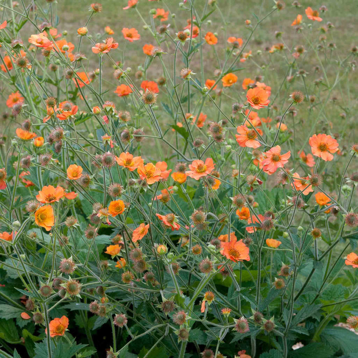 Geum 'Totally Tangerine'