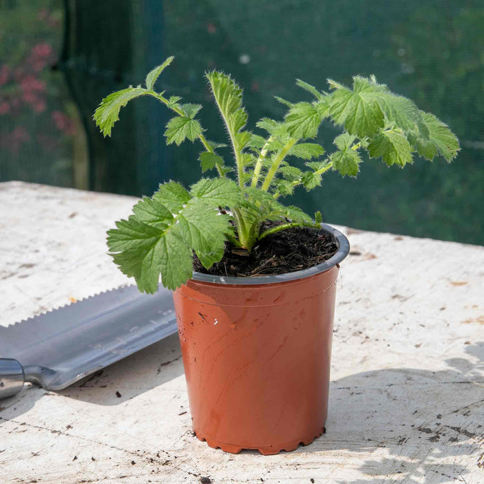 Geum 'Totally Tangerine'