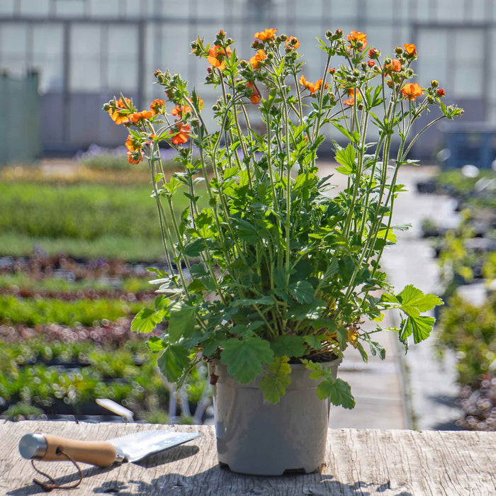 Geum ‘Totally Tangerine’ on a table in a 2 litre pot