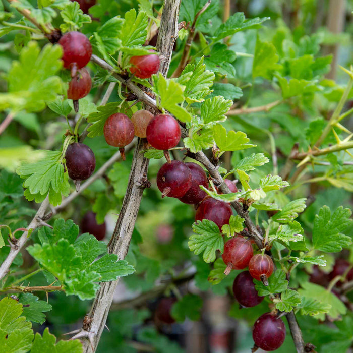 Gooseberry 'Hinnonmaki Red'