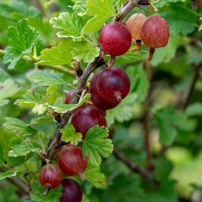 Gooseberry 'Hinnonmaki Red'