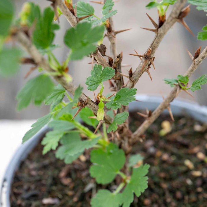 Gooseberry 'Hinnonmaki Red'