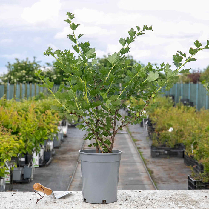 Gooseberry 'Hinnonmaki Red'