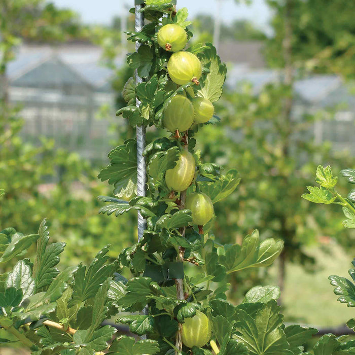 Gooseberry 'Invicta'