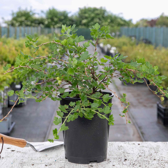 Gooseberry 'Invicta'