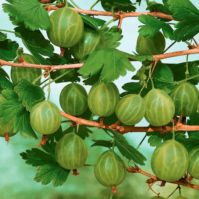 Gooseberry 'Invicta'