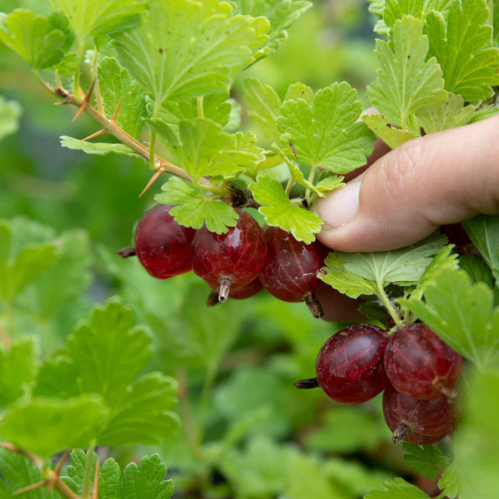 Gooseberry 'Xenia'