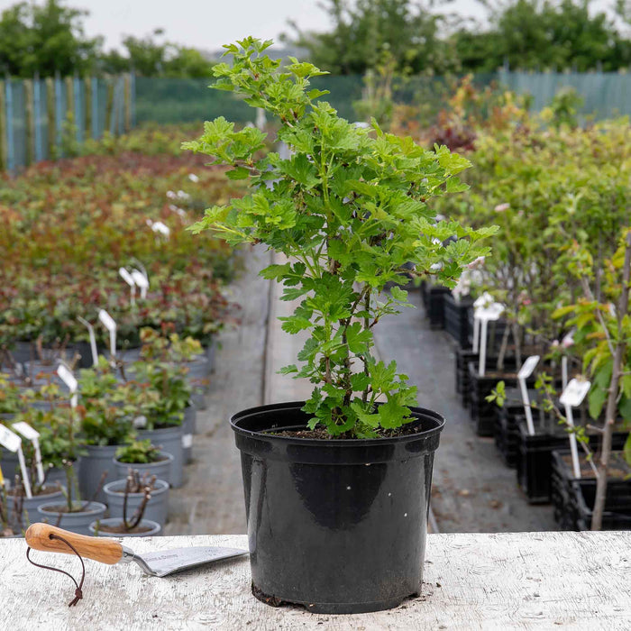 Gooseberry 'Xenia'