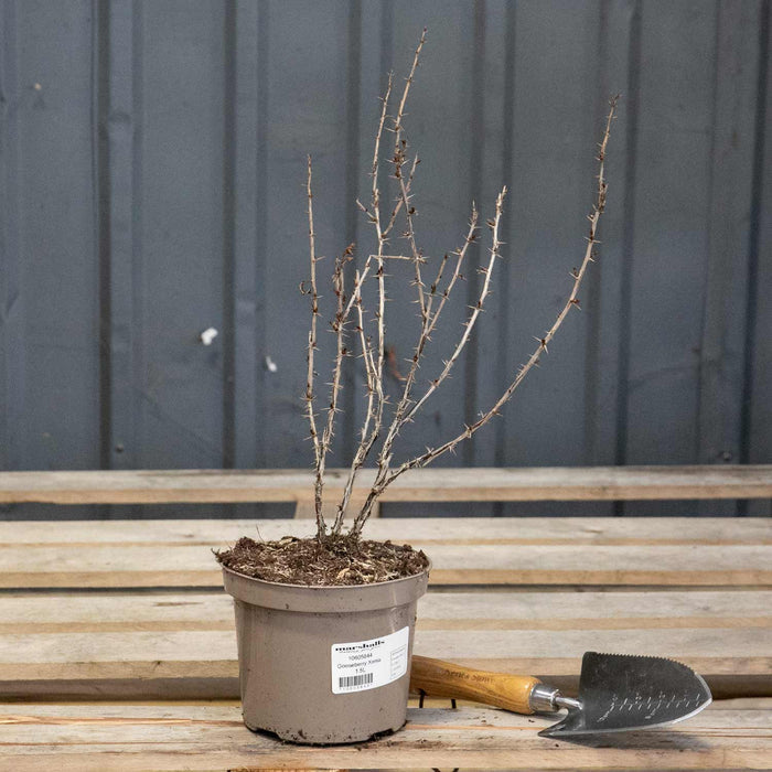 Gooseberry 'Xenia'