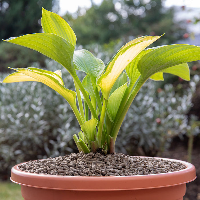 Growing Success Slug Barrier Kit