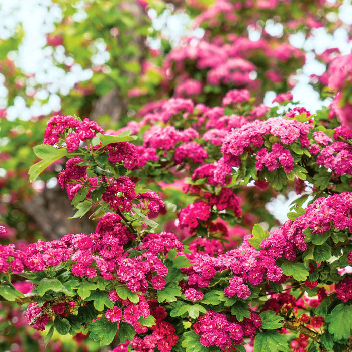 Hawthorn 'Paul's Scarlet'