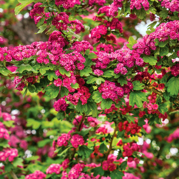 Hawthorn 'Paul's Scarlet'
