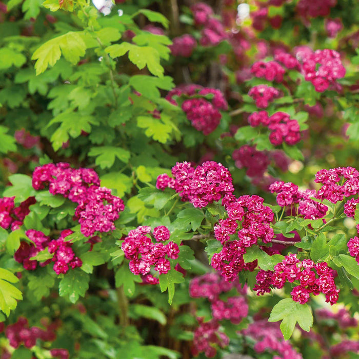 Hawthorn 'Paul's Scarlet'