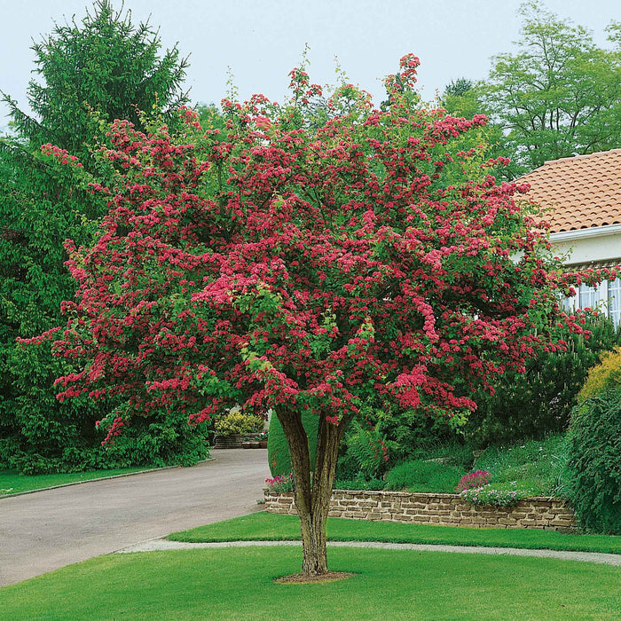 Hawthorn 'Paul's Scarlet'