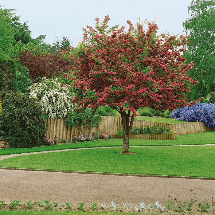 Hawthorn 'Paul's Scarlet'