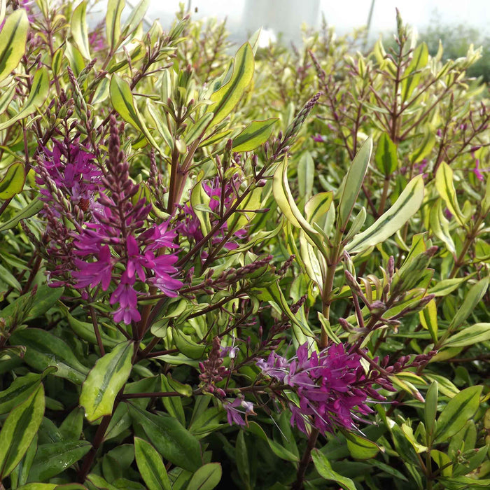 Hebe Wiri 'Celebration'