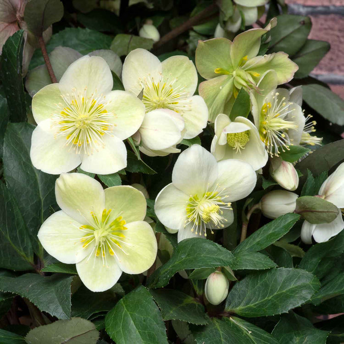 Helleborus 'Snow Dance'